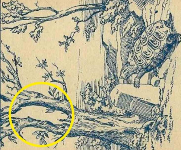 optical illusion offbeat trend