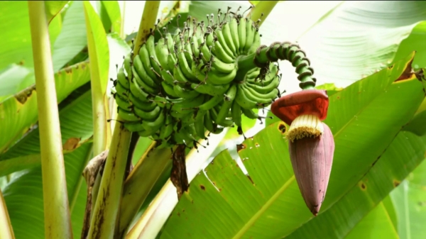 spirituality banana tree spirituality banana tree