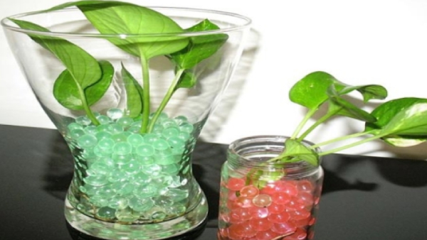 spirituality money plant money vastu tips spirituality money plant money vastu tips