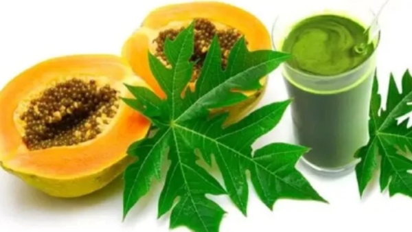 papaya leaf papaya health