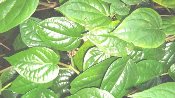 spirituality betel leaf betel leaves spirituality betel leaf betel leaves