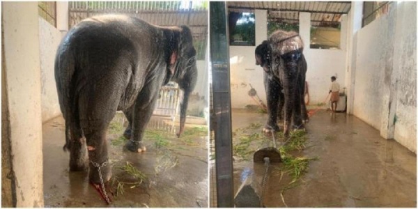 tiruchendur elephant deivani tiruparangunram