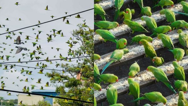 chennai birds