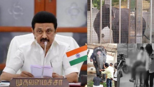 mk stalin chennai elephant mk stalin chennai elephant
