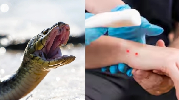 tamil nadu govt snakebite health