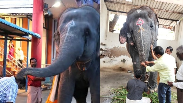 elephant forest department elephant forest department