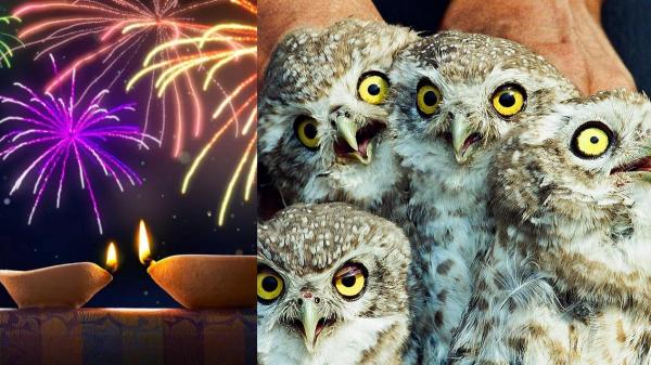 owl diwali 2024 2024 owl diwali 2024 2024
