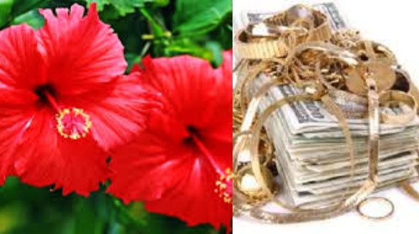 spirituality hibiscus leaf lamp ashok leaves