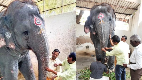 thiruchendur thoothukudi elephant