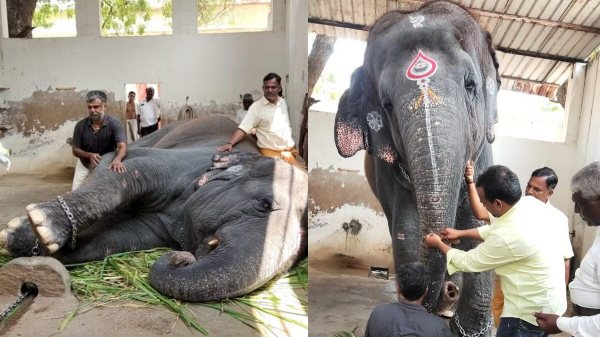thiruchendur thoothukudi elephant