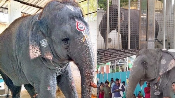thiruchendur thoothukudi elephant