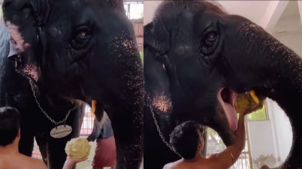 thiruchendur elephant thoothukudi