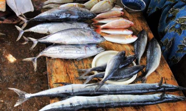 fish prawn salmon fish