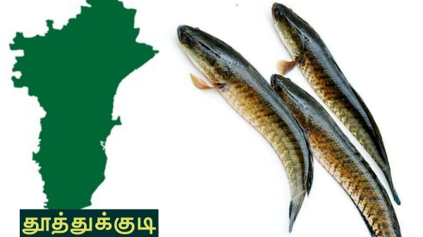 thoothukudi tutucorin fish