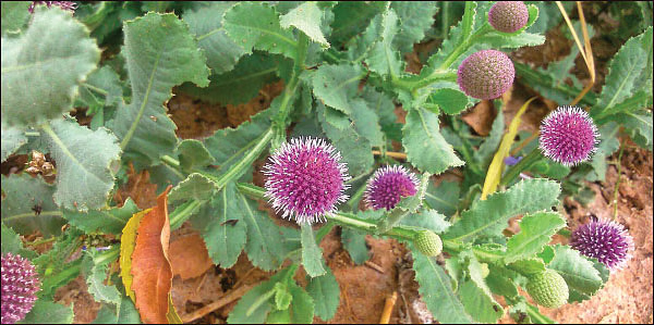 kottaikaranthai kottai karanthai kottaikaranthai kottai karanthai