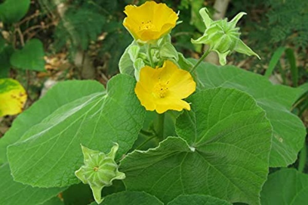 pazham paasi herbal powder pazhampaasi leaf