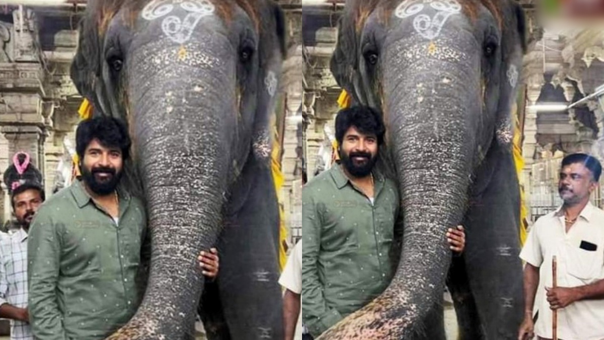 அந்நியர்கள் தொட்டால்! திருச்செந்தூர் யானைக்கு கோபம் வருமா? இந்த  சிவகார்த்திகேயன் போட்டோவை பாருங்கள் | Actor Sivakarthikeyan photo with  Tiruchendur Murugan temple ...