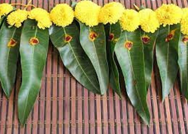 spirituality maavilai thoranam mango leaves