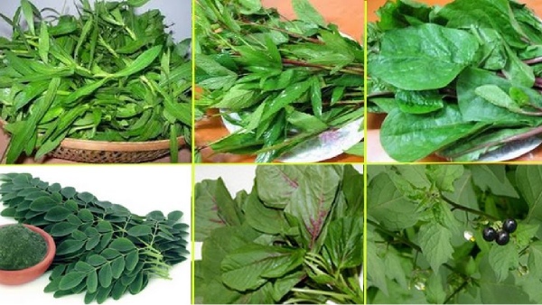 green leaves spinach