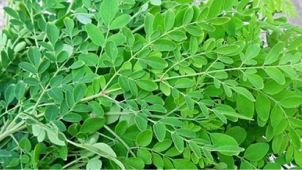 drumstick leaves moringa kashayam drumstick leaves moringa kashayam