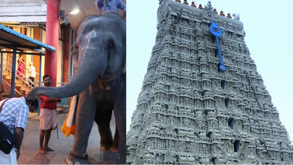 thiruchendur thoothukudi elephant