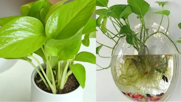 spirituality money plant moneyplant