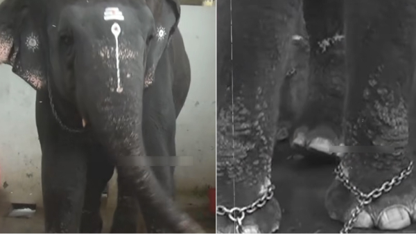 tiruchendur elephant deivani thiruchendur tiruchendur elephant deivani thiruchendur