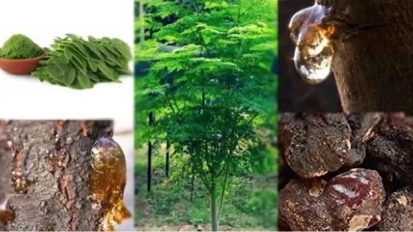 drumstick resin drumstick tree resin jelly