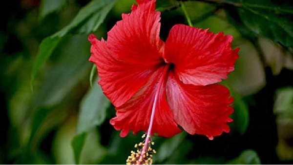 hibiscus leaves hibiscus flowers