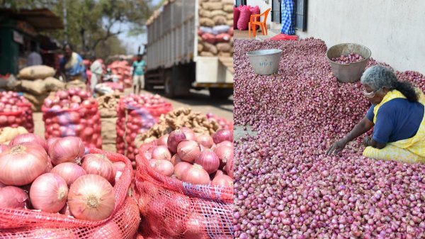 theni farmers onion