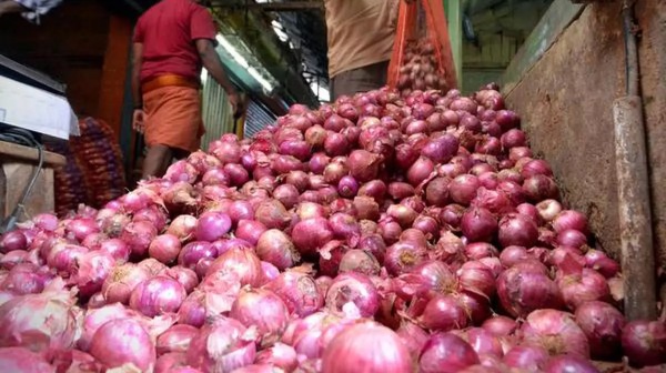 onion dindigul business onion dindigul business