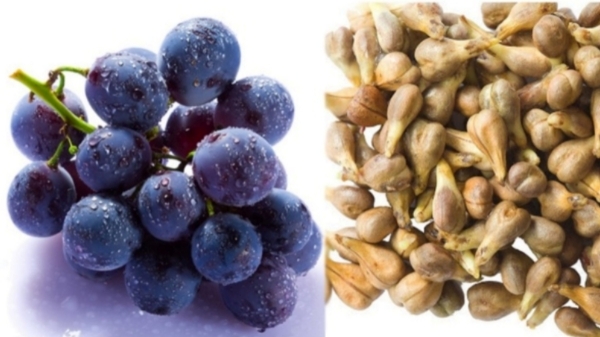 cancer cells black grape seeds