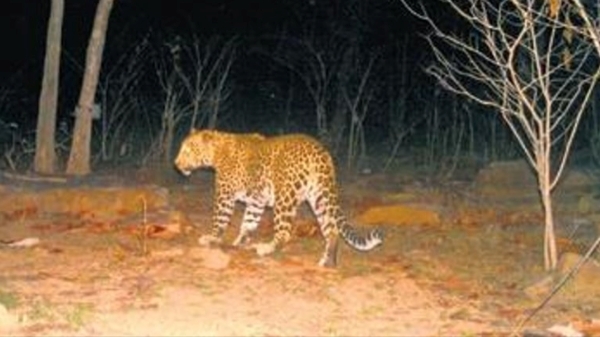 mettupalayam leopard