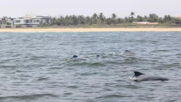 chennai dolphin chennai dolphin