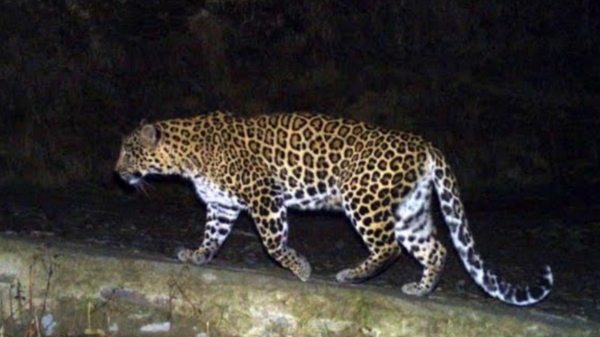 coimbatore leopard