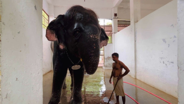 thiruchendur thoothukudi elephant