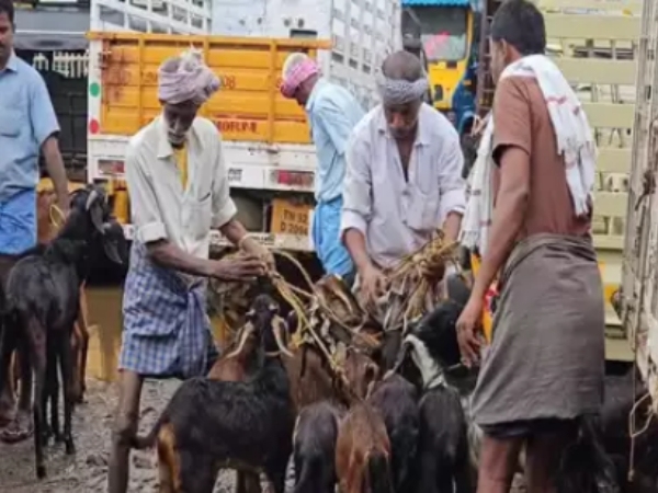 namakkal goat prices