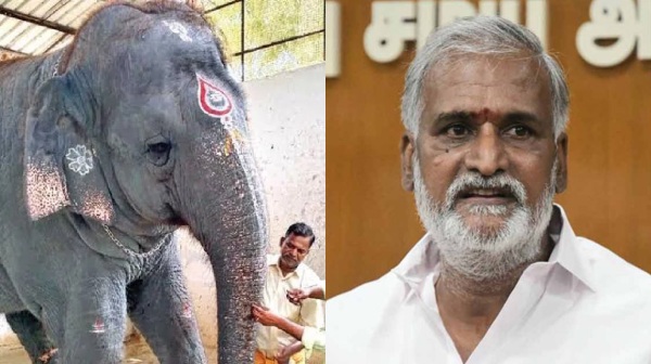 tiruchendur elephant sekarbabu tiruchendur elephant sekarbabu