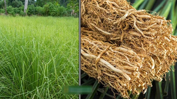 vetiver heat body skin diseases