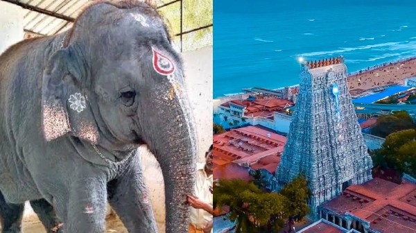 thiruchendur thoothukudi elephant