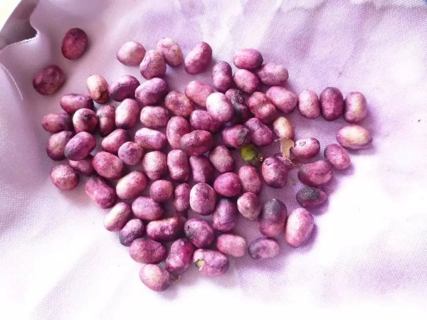 jamun fruits naval seeds jamun leaves