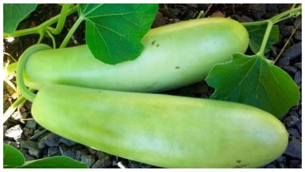 bottle gourd