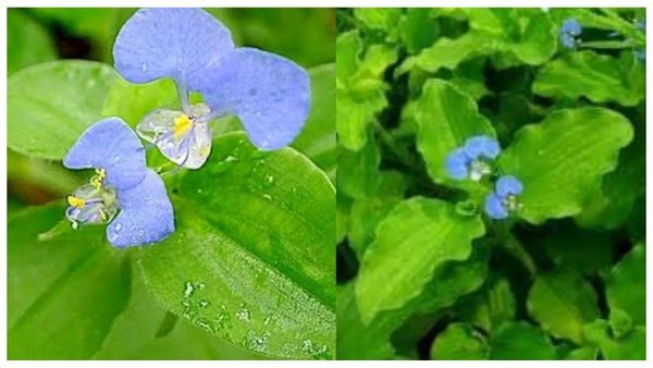 kaana vaazhai keerai aman pacharisi white discharge