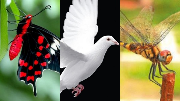 spirituality dragonfly butterflies spirituality dragonfly butterflies