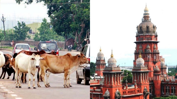chennai cows high court