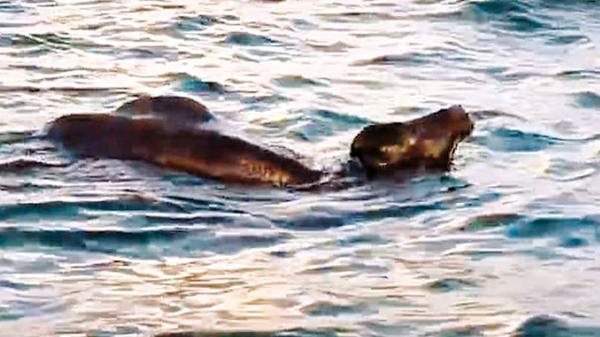 cuddalore sea buffalo