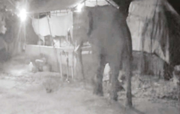 coimbatore elephant forest