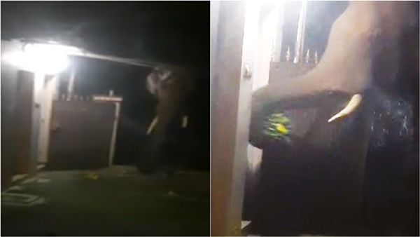 elephant mettupalayam elephant mettupalayam