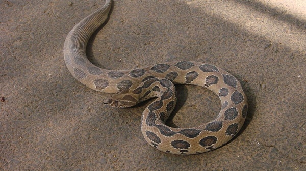 vellore snake