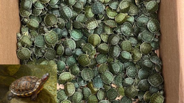 chennai airport red eared slider turtles